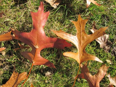 Q.palustris_Blatt.jpg