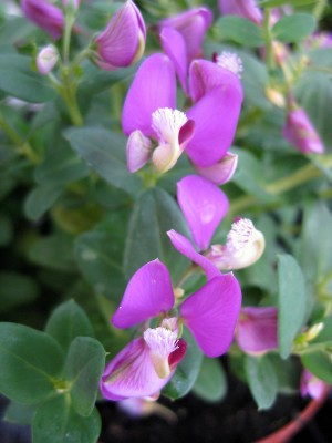 Polygala myrtifolia_5930.jpg