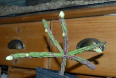 Rhipsalis2012 001yy.jpg