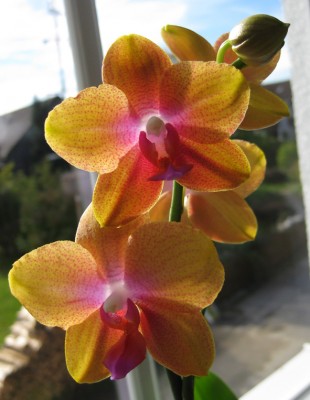 Duftende Phalaenopsis_7568.jpg