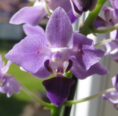 Dtps Purple Gem_7546.jpg