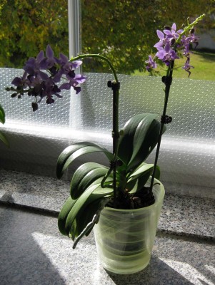 Dtps Purple Gem_7543.jpg