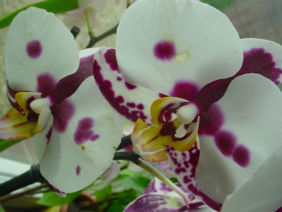 DSC00800.JPG