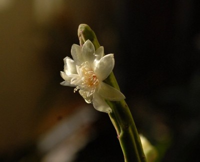 Rhipsalis2012 007yy.jpg