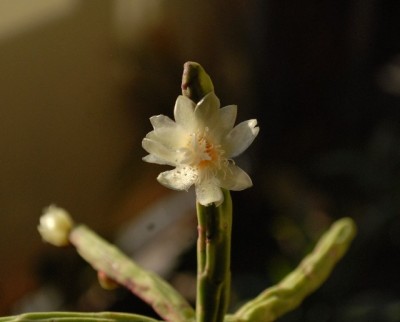 Rhipsalis2012 006yy.jpg