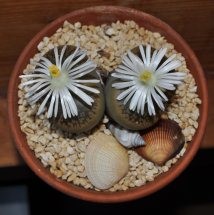 Lithops.jpg