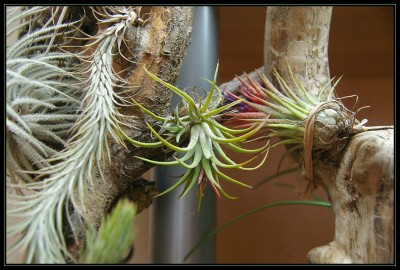 Tillandsia ionantha.jpg