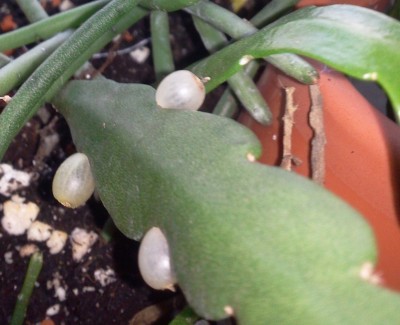 micrantha Früchte.jpg