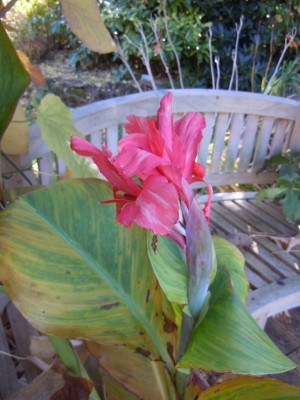canna Liberty.JPG