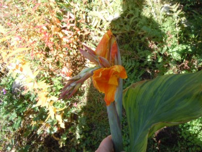 canna luzifer.JPG