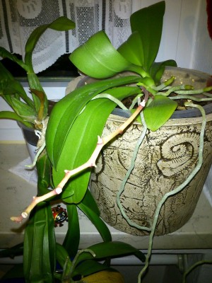 phal.jpg