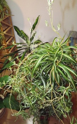 DSCF4006 (501x800).jpg