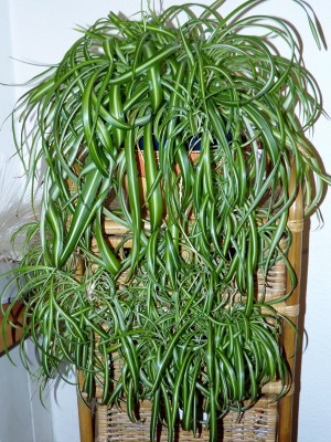 DSCF3756 (600x800).jpg