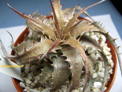 Deuterocohnia.jpg