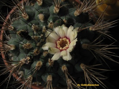 Gymnocalycium (1728 x 1296).jpg