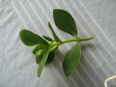 Balsamapfel - Clusia Rosea..JPG