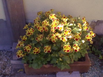 Mimulus.jpg