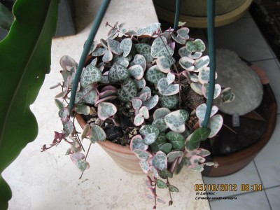 Ceropegia woodii variegata.JPG