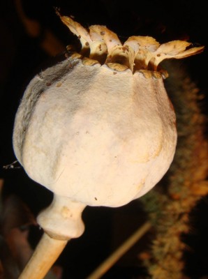 Mohnkapsel (Papaver somniferum).jpg