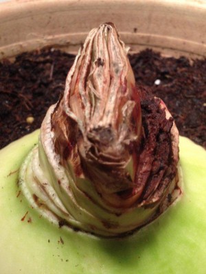 Amaryllis-01.jpg