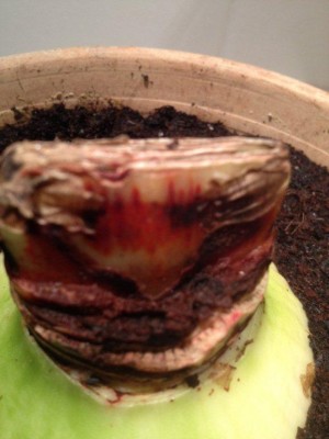 Amaryllis.jpg