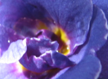 Rätsel Hobbybäumchen.png