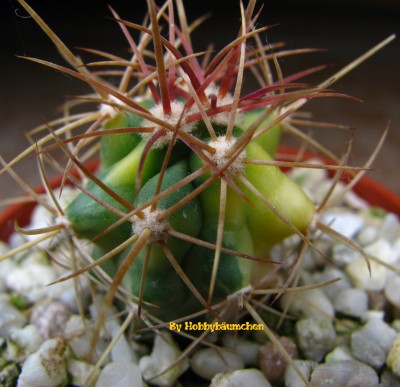 IMG_9378 (1728 x 1296).jpg