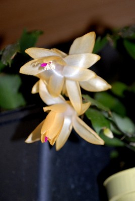 Schlumbi2012 002yy.jpg