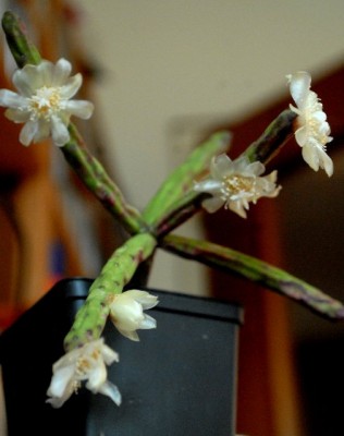 Rhipsalis2012 011yy.jpg
