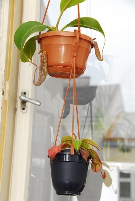 dsc_9417_Nepenthes.jpg