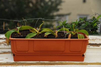 dsc_9418_Nepenthes_bxs.jpg