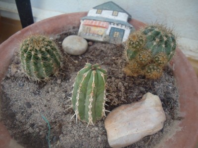 DSC04239 (800x600).jpg