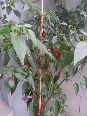 20121024_155639.jpg