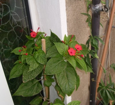 Wunderblume.JPG