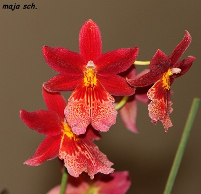 rote Orchidee.jpg