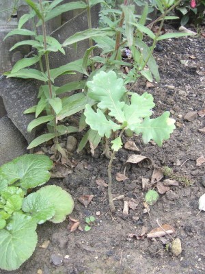 August 07 Eiche.JPG
