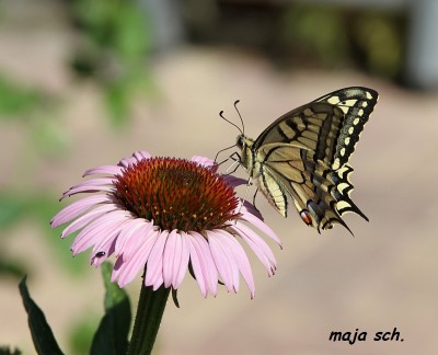 schwalbenschwanz 025.jpg