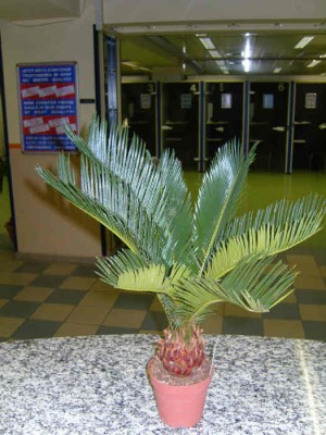 Cycas.jpg