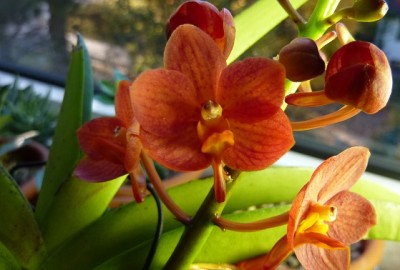 Vanda 001.JPG