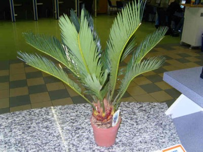 Cyca001.jpg
