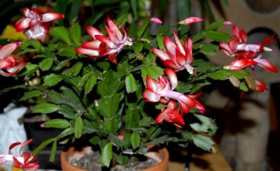 Schlumbi2012 008yy.jpg