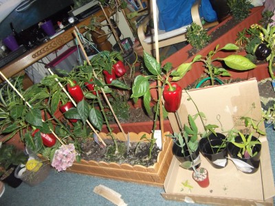 DSCF6547.JPG