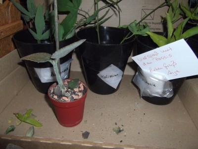 DSCF6546.JPG