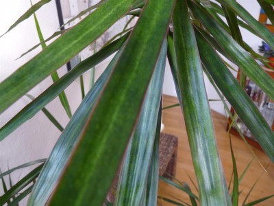 Dracaena marginata I.JPG