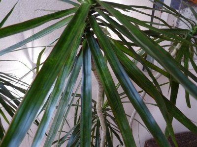 Dracaena marginata II.JPG