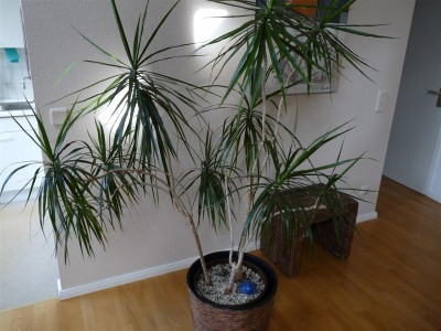 Dracaena marginata Gesamteindruck.JPG