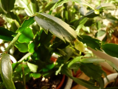 P1070164 (Large).JPG