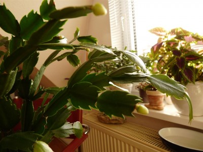 P1070189 (Large).JPG