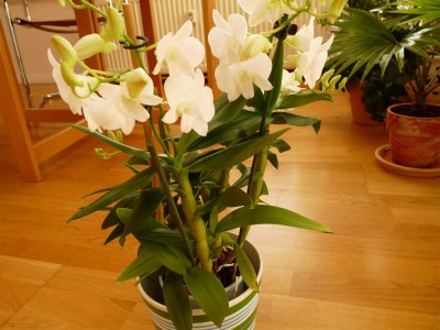 Dendrobium Phalaenopsis.JPG