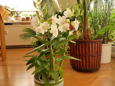 Dendrobium Phalaenopsis (2).JPG
